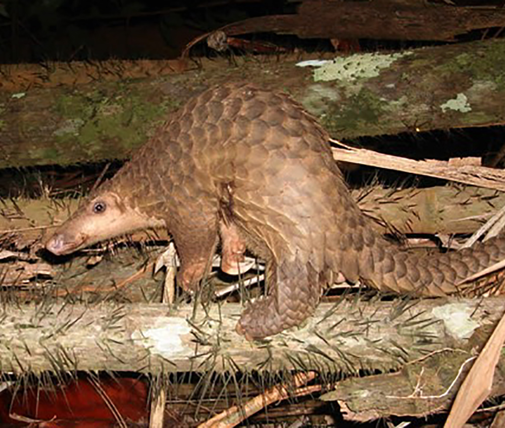 Pangolin_borneo

By Piekfrosch, CC BY-SA 3.0, https://commons.wikimedia.org/w/index.php?curid=1788311

