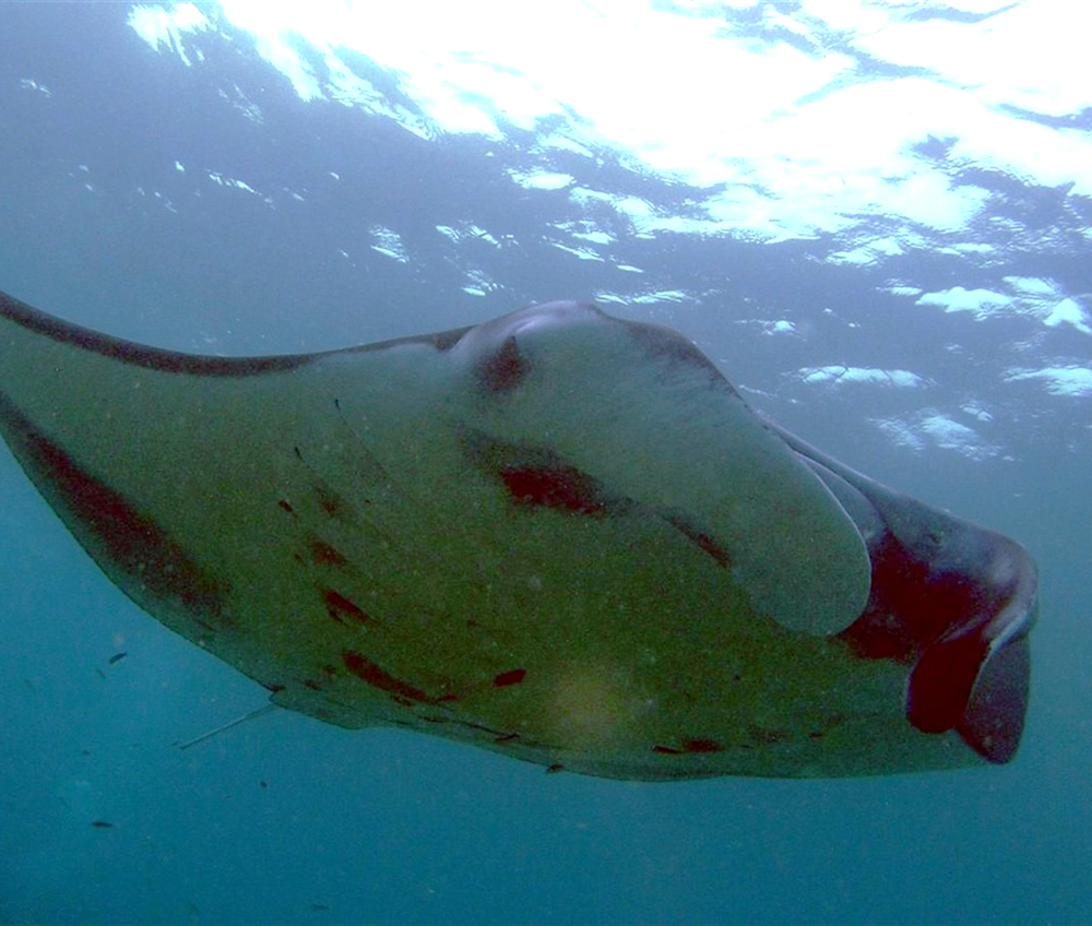 Manta Ray

By Richard Harvey - Own work, Public Domain, https://commons.wikimedia.org/w/index.php?curid=1005742