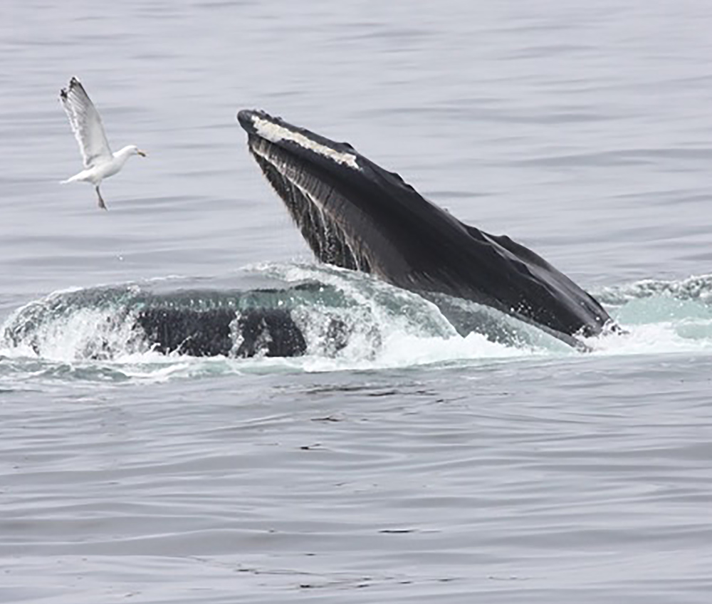 Humpback whale

By Dominic Sherony - Humpback Whale with Herring Gull Stellwagen Banks Marine SanctuaryUploaded by Magnus Manske, CC BY-SA 2.0, https://commons.wikimedia.org/w/index.php?curid=21239926


