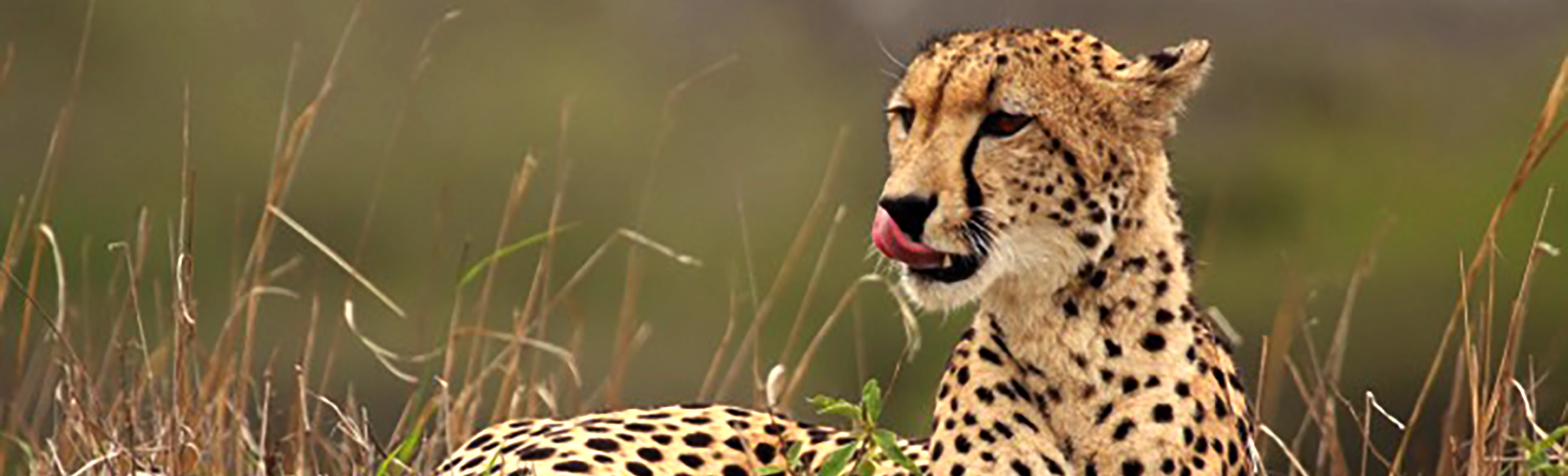 Caption: Cheetah (Acinonyx jubatus) female, Phinda Private Game Reserve, KwaZulu Natal, South Africa.

By Charles J Sharp - Own work, from Sharp Photography, sharpphotography, CC BY-SA 4.0, https://commons.wikimedia.org/w/index.php?curid=39491046
