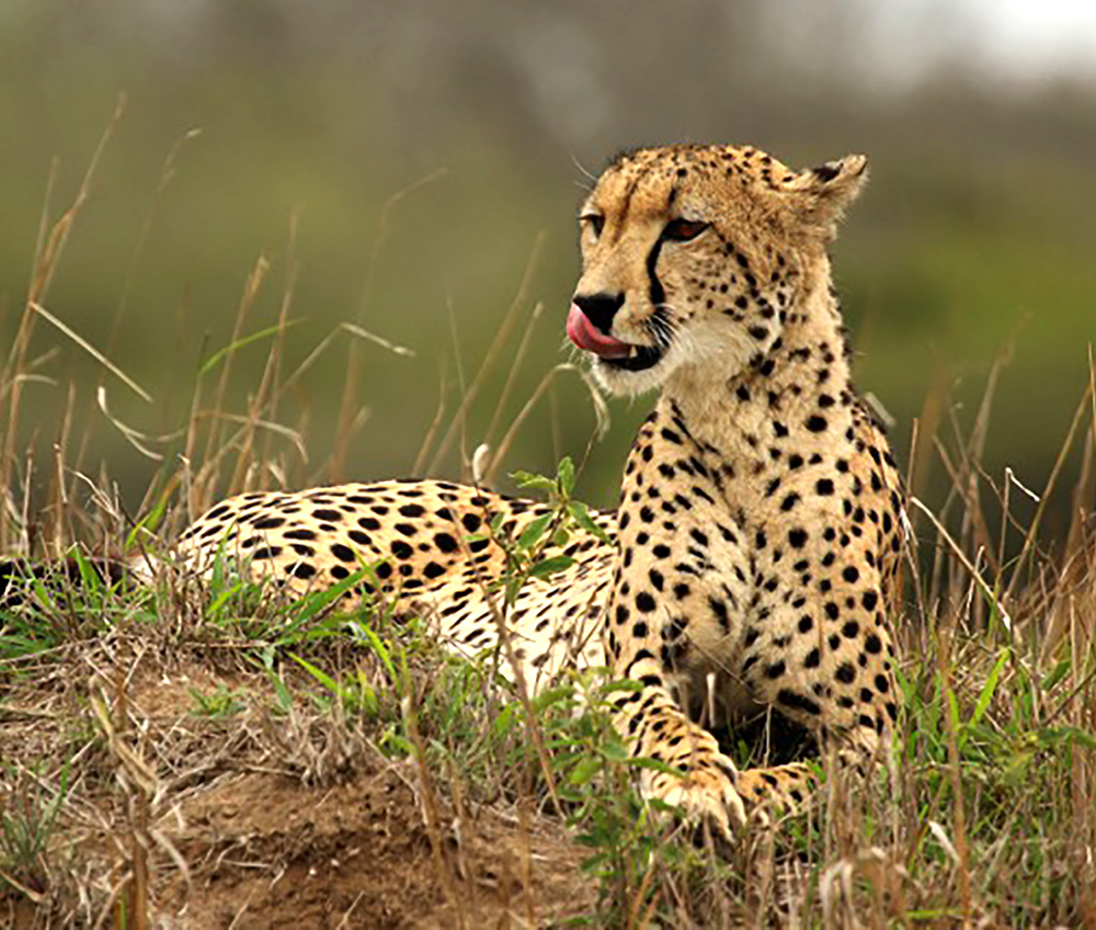 Caption: Cheetah (Acinonyx jubatus) female, Phinda Private Game Reserve, KwaZulu Natal, South Africa.

By Charles J Sharp - Own work, from Sharp Photography, sharpphotography, CC BY-SA 4.0, https://commons.wikimedia.org/w/index.php?curid=39491046