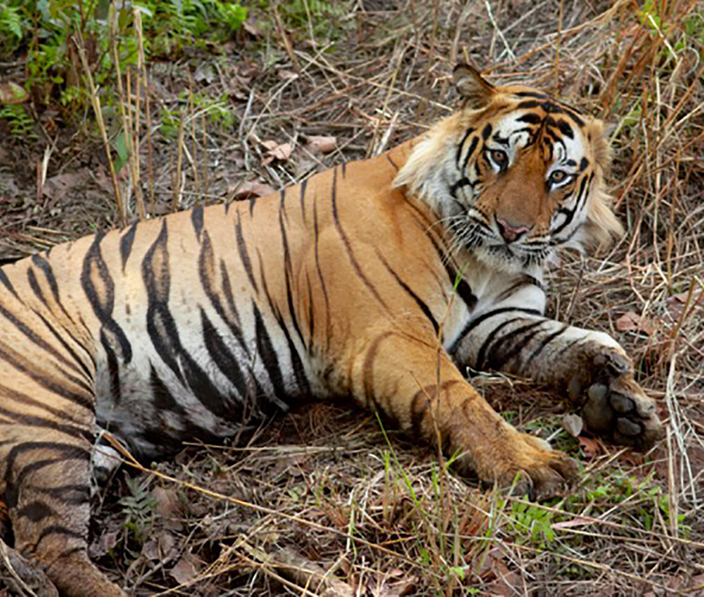 Male Bengal tiger

By Brian Gratwicke - Male bengal tiger - not too disturbed by the elephant, CC BY 2.0, https://commons.wikimedia.org/w/index.php?curid=8643152
