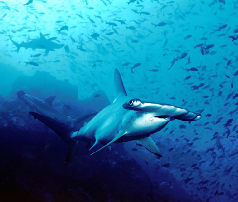 Hammerhead shark

By Barry Peters - Flickr, CC BY 2.0, https://commons.wikimedia.org/w/index.php?curid=12563716
