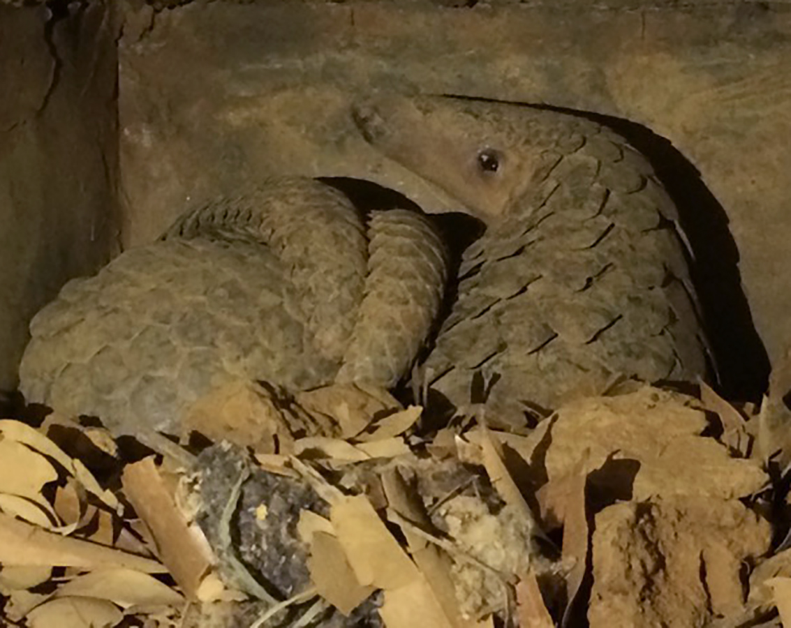 Mother Pangolin and baby pangolin at Pangolin Rescue Center, Cuc Phuong National Park, Vietnam

By U.S. Government Accountability Office from Washington, DC, United States - Mother Pangolin and baby pangolin - Pangolin Rescue Center, Cuc Phuong National Park, Vietnam, Public Domain, https://commons.wikimedia.org/w/index.php?curid=65271641
