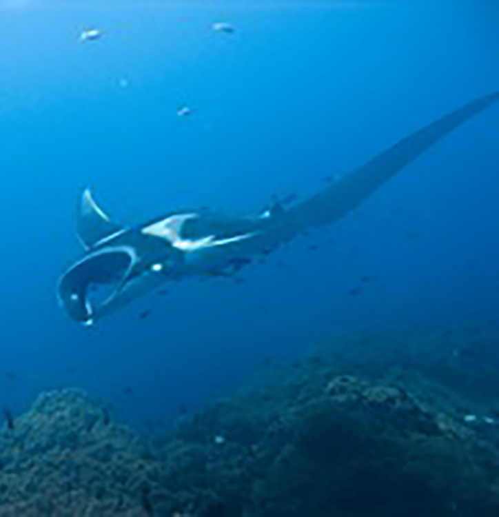 Manta birostris

By jon hanson from london, UK - Flickr, CC BY-SA 2.0, https://commons.wikimedia.org/w/index.php?curid=665502