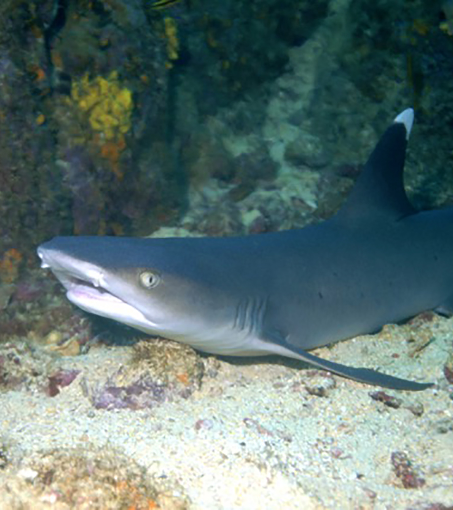 White tipped fin

By LASZLO ILYES from Cleveland, Ohio, USA - White-Tipped FinUploaded by Jacopo Werther, CC BY 2.0, https://commons.wikimedia.org/w/index.php?curid=24804305