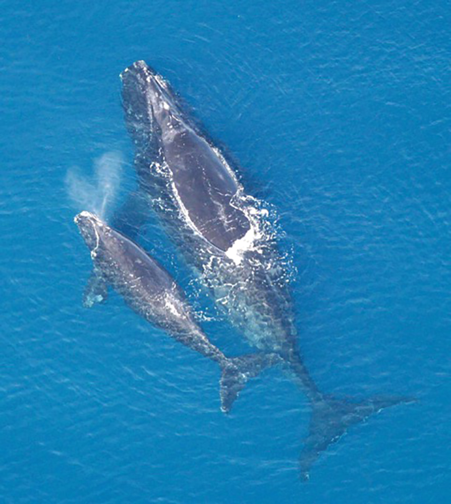North Atlantic right whale

Eubalaena_glacialis_with_calf

Public Domain, https://commons.wikimedia.org/w/index.php?curid=741392

