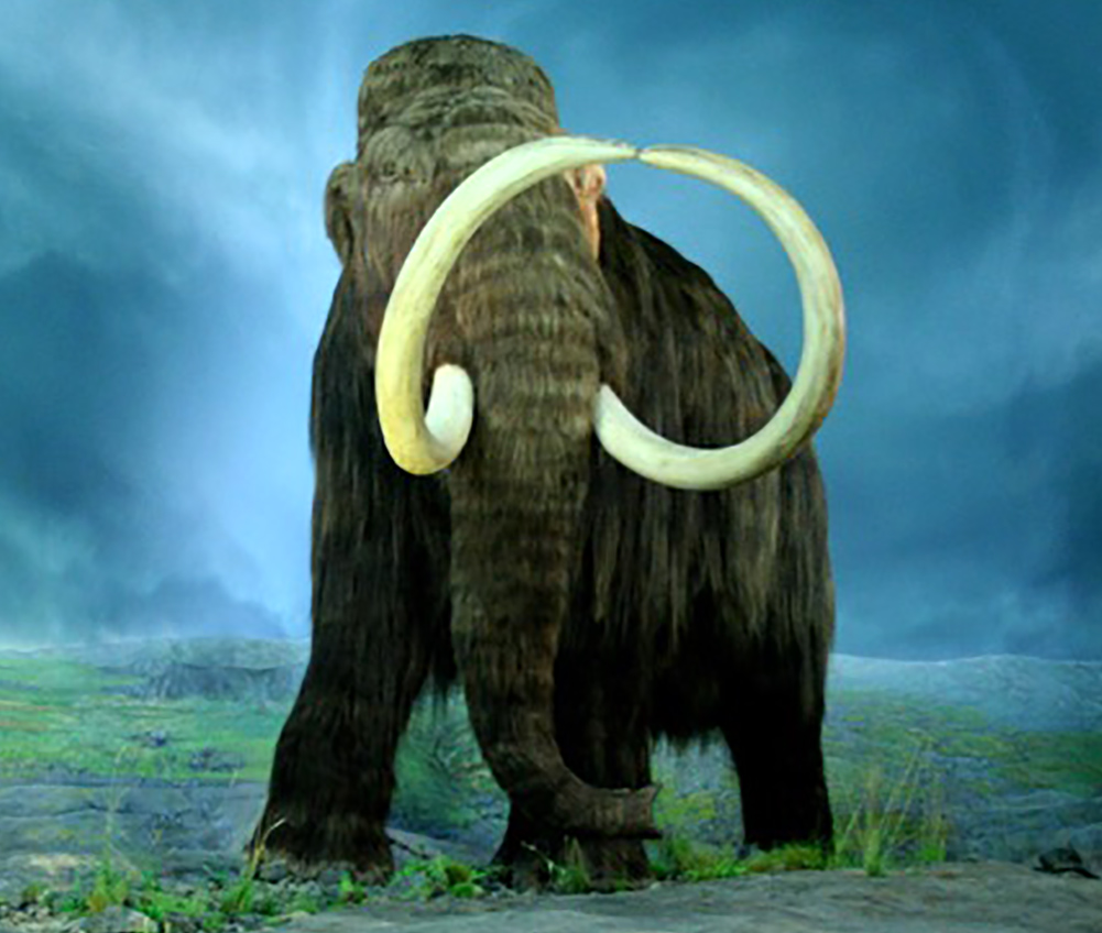 Wooly Mammoth

By Tracy O - Flickr, CC BY-SA 2.0, https://commons.wikimedia.org/w/index.php?curid=4387467
