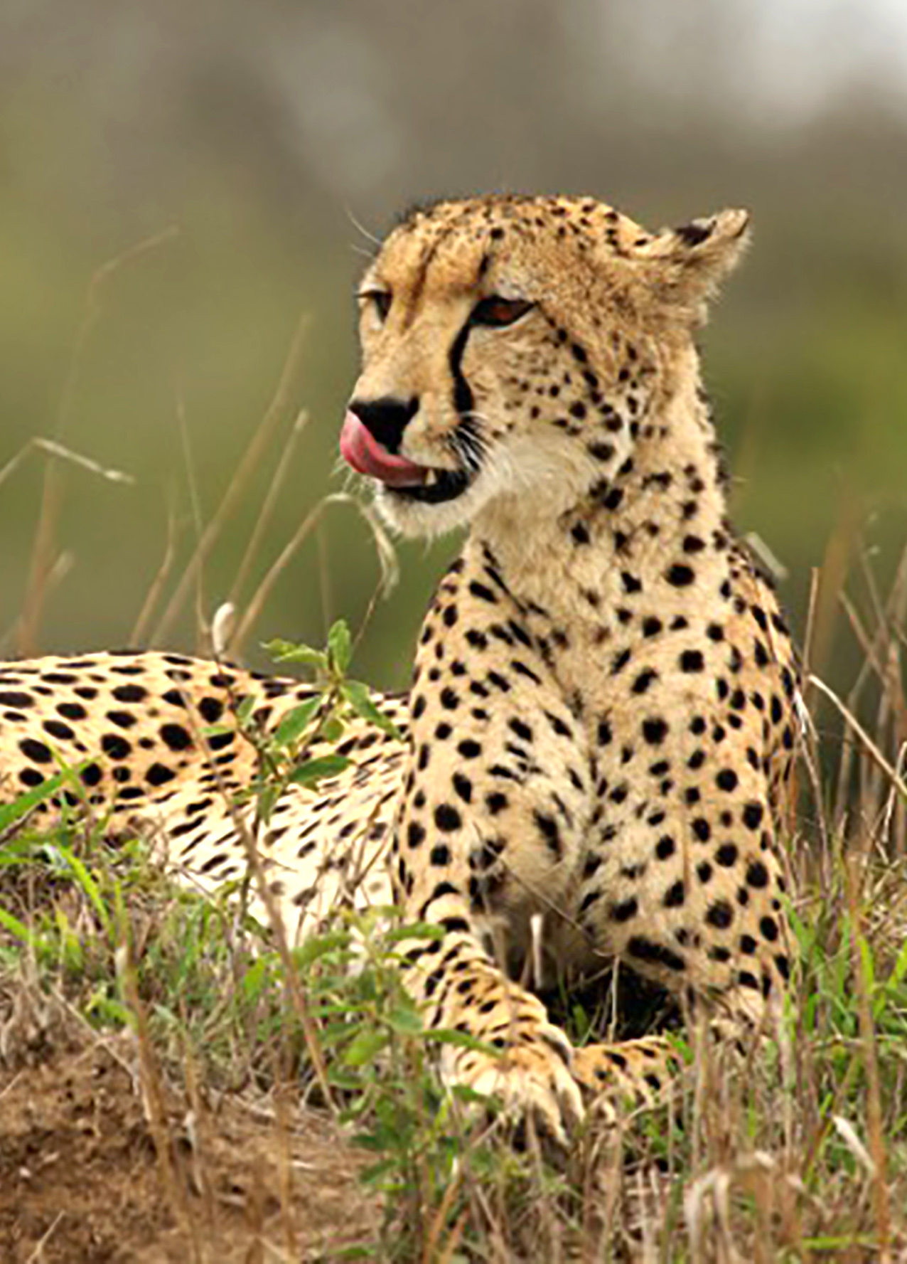 Caption: Cheetah (Acinonyx jubatus) female, Phinda Private Game Reserve, KwaZulu Natal, South Africa.

By Charles J Sharp - Own work, from Sharp Photography, sharpphotography, CC BY-SA 4.0, https://commons.wikimedia.org/w/index.php?curid=39491046