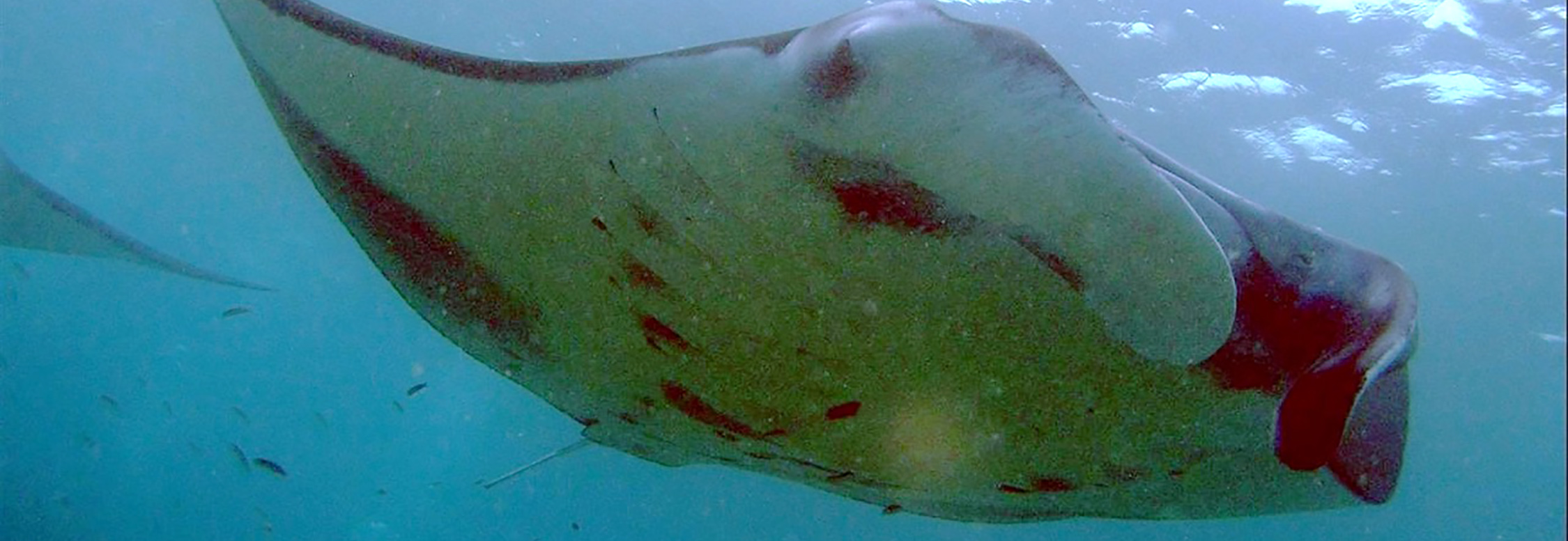 Manta Ray

By Richard Harvey - Own work, Public Domain, https://commons.wikimedia.org/w/index.php?curid=1005742

