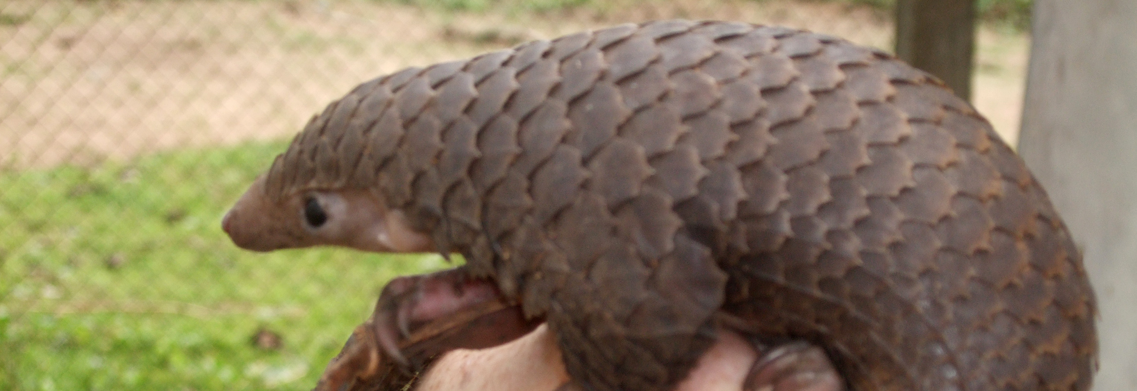 Tree pangolin

By Valerius Tygart - Own work, CC BY-SA 3.0, https://commons.wikimedia.org/w/index.php?curid=5613187

