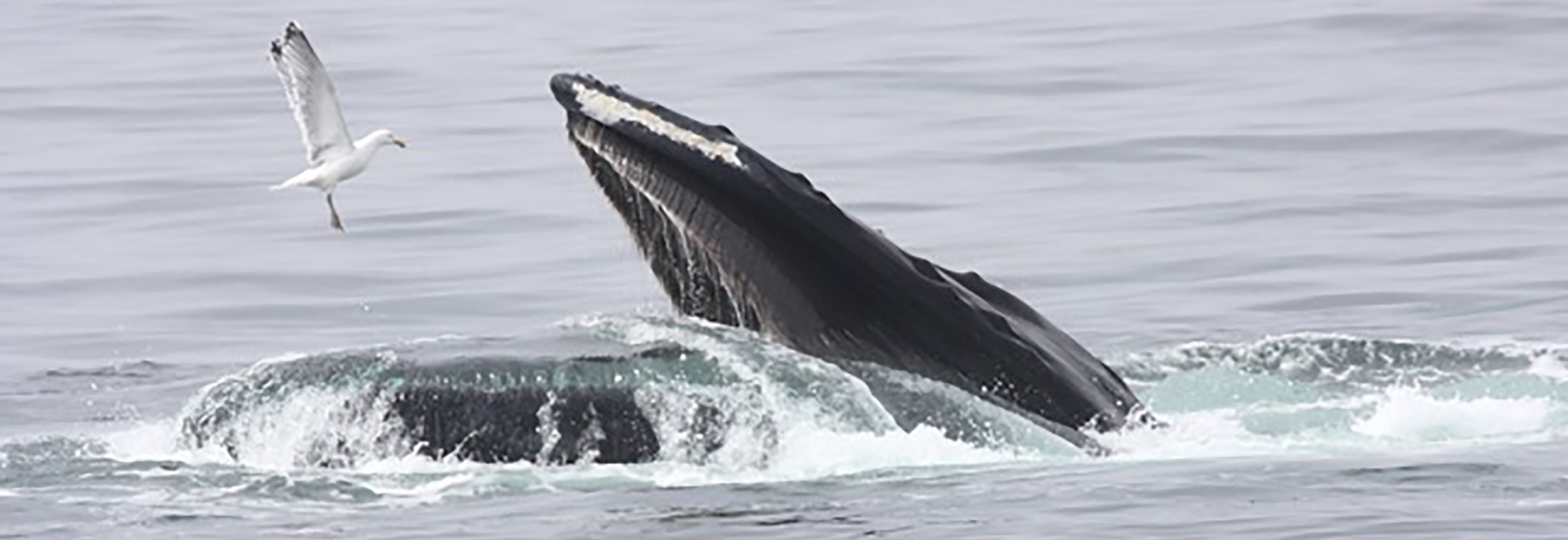 Humpback whale

By Dominic Sherony - Humpback Whale with Herring Gull Stellwagen Banks Marine SanctuaryUploaded by Magnus Manske, CC BY-SA 2.0, https://commons.wikimedia.org/w/index.php?curid=21239926