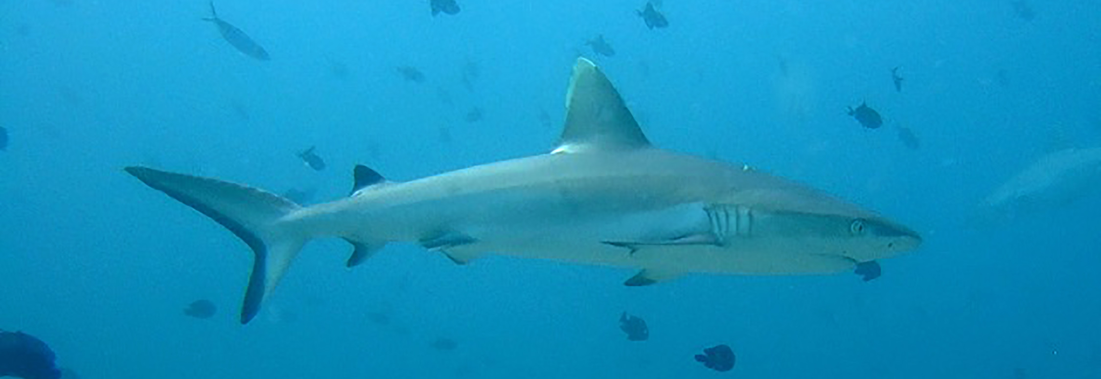 White tip reef shark Maldives

By Johnmartindavies - Own work, CC BY-SA 3.0, https://commons.wikimedia.org/w/index.php?curid=31245645