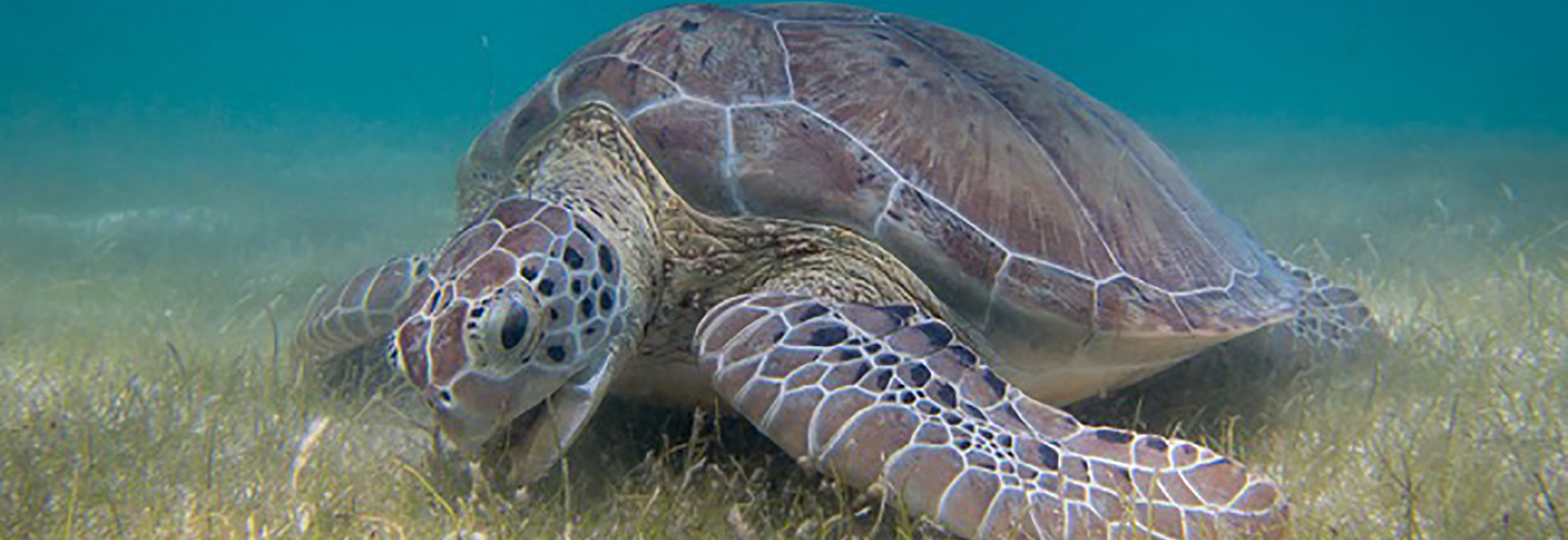 Green sea turtle grazing seagrass