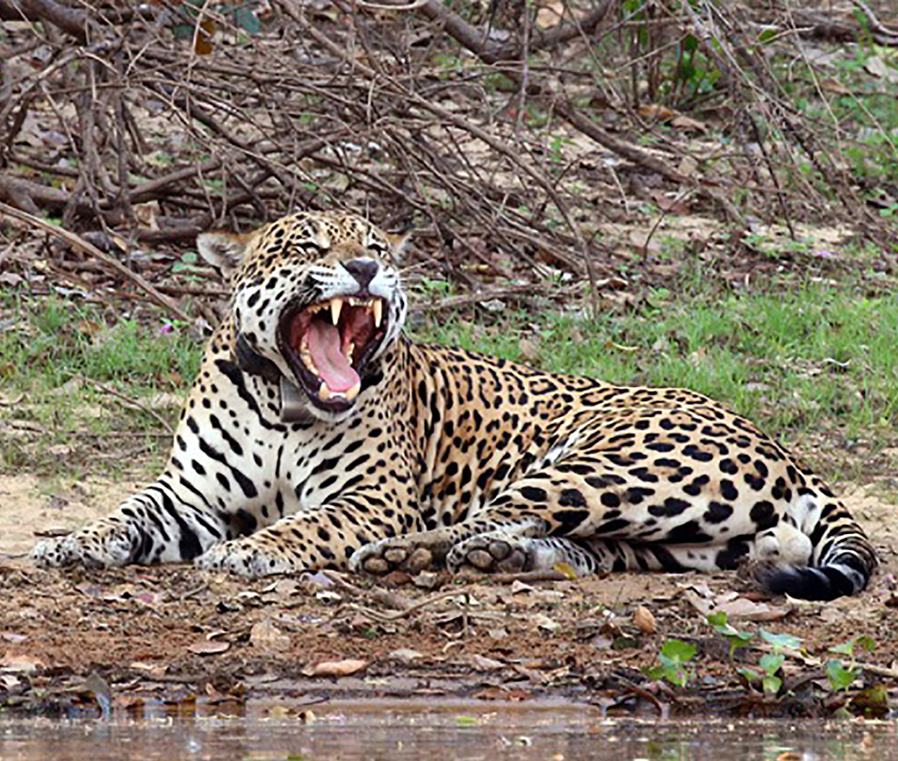 Jaguar male Rio Negro

By Charles J Sharp - Own work, from Sharp Photography, sharpphotography, CC BY-SA 4.0, https://commons.wikimedia.org/w/index.php?curid=44247571