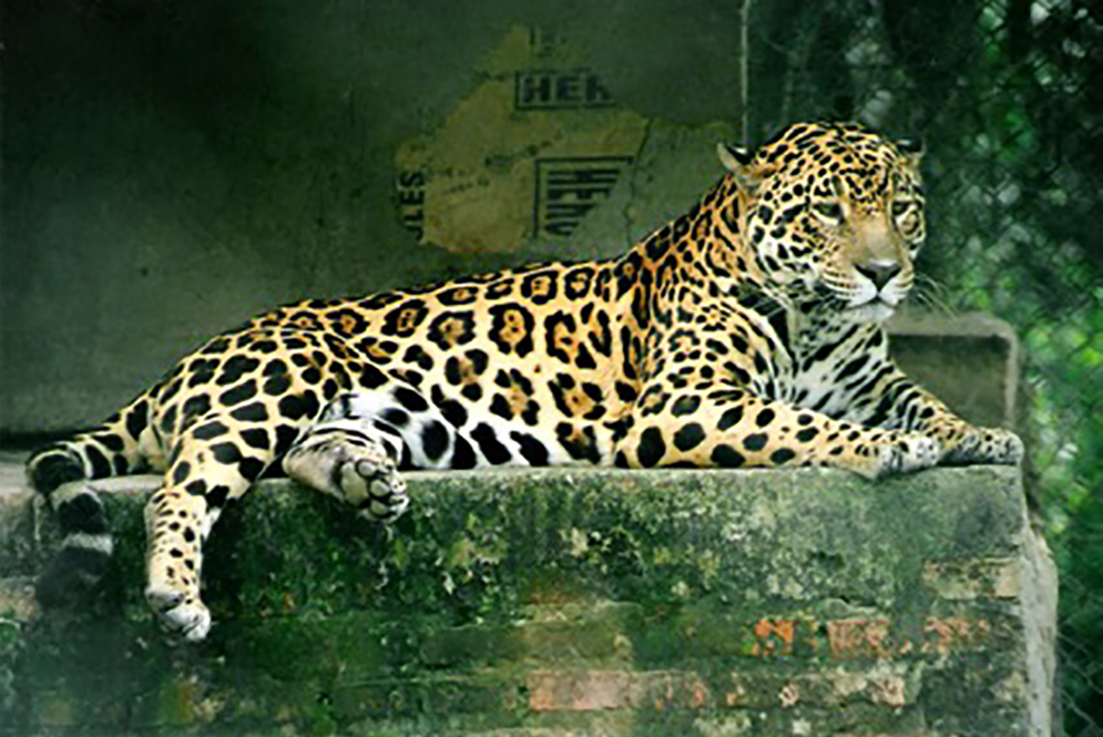 Panthera Onca (jaguar in Argentina rescue)

By Lea Maimone - Own work, CC BY-SA 2.5, https://commons.wikimedia.org/w/index.php?curid=100019

