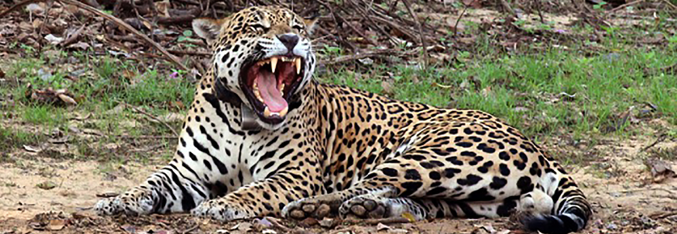 Jaguar male Rio Negro

By Charles J Sharp - Own work, from Sharp Photography, sharpphotography, CC BY-SA 4.0, https://commons.wikimedia.org/w/index.php?curid=44247571

