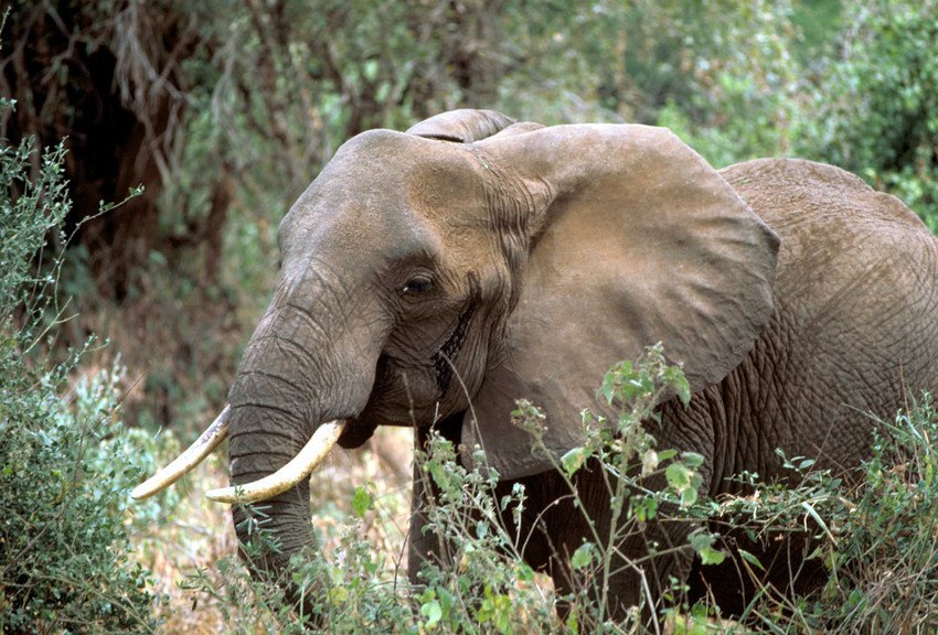 RSAfricanElephant_USFWS_FPWC_2-scr.original